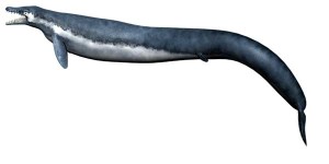Basilosaurus Whale