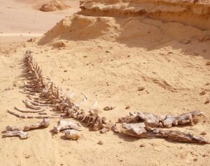 Wadi Al-Hitan desert whale fossil