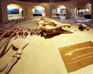Whale museum